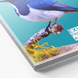 Menu Carton Plume Adv