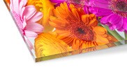 Plexi Print at AuthenticPhoto