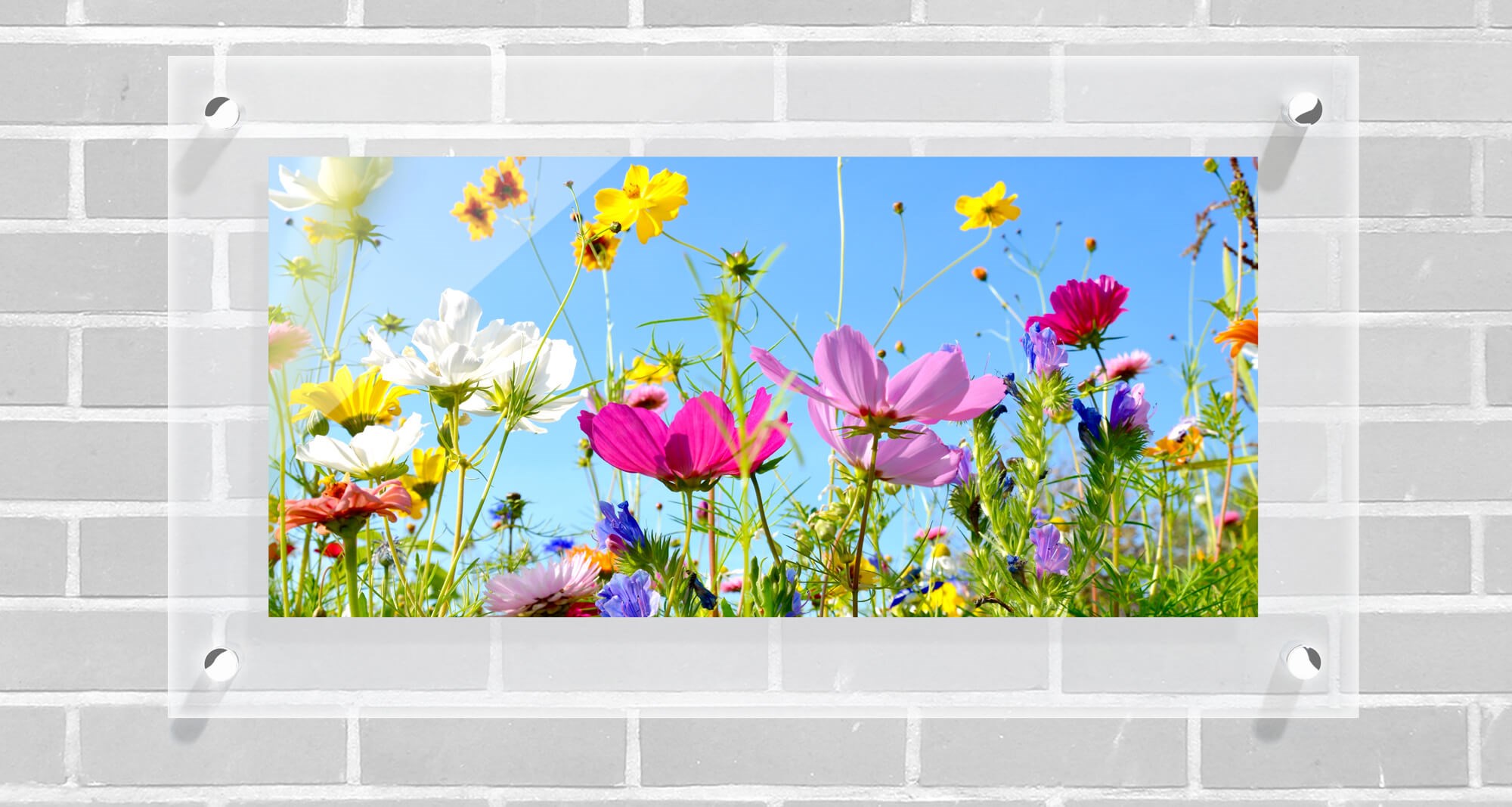 Direct UV printing of an image with an opaque white undercoat and transparent edges under Plexiglas - AuthenticPhoto.com