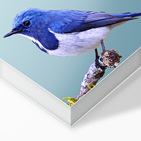 Menu UV Carton Plume