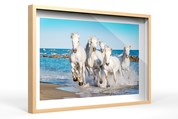 Camargue 60 mm